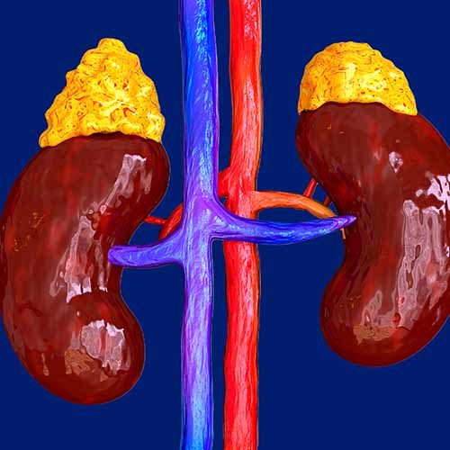 Adrenal glands are responsible for releasing hormones in response to stress such as cortisol and adrenaline. They stimulate the conversion of proteins and fats into glucose. 3D rendering